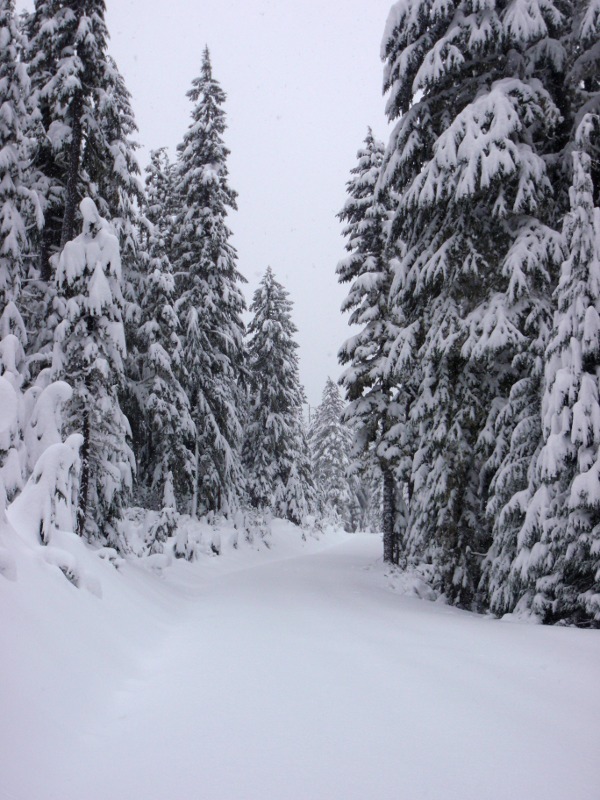 Fresh, untracked snow on Abernethy Road