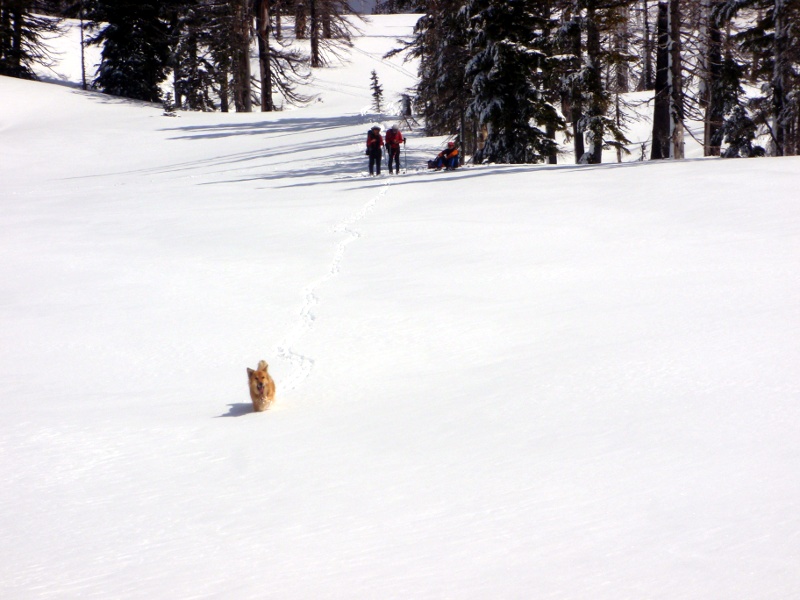 Molly breaks trail