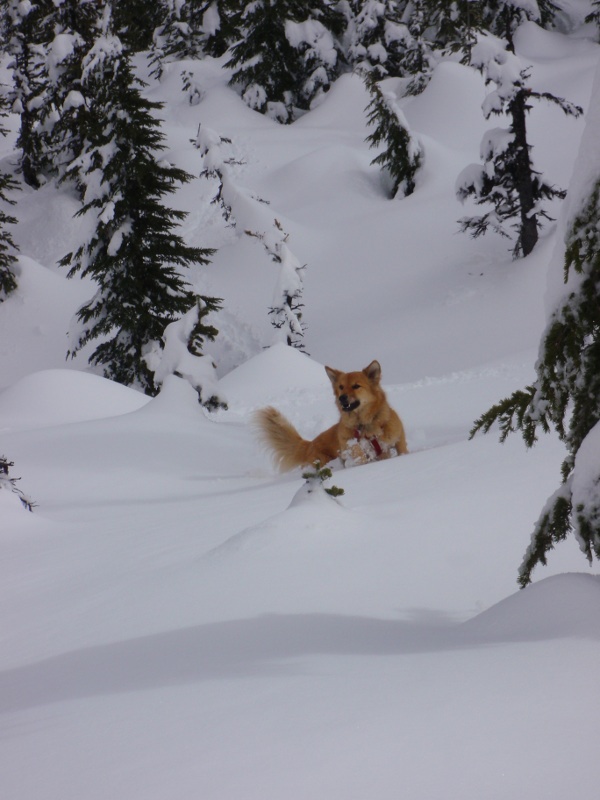 Molly followed Kirk down the hill, and had to break a bit of trail to get back to me