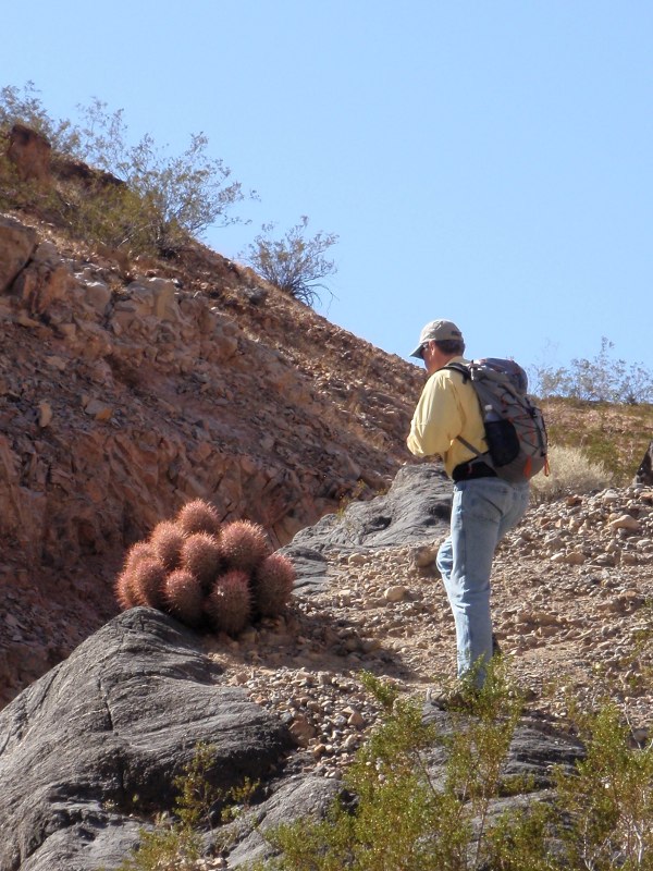 Dave and barrel cactus