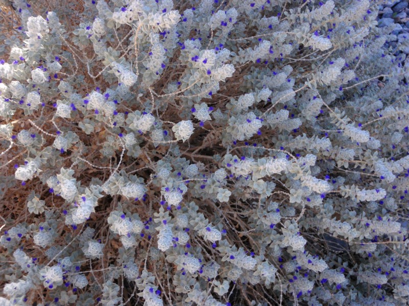 Flowers in Falls Canyon