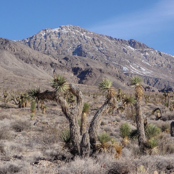 Joshua trees by Racetrack Road