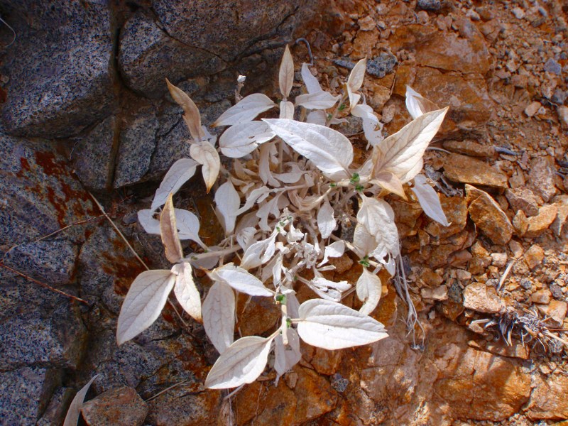 Dried plant with new growth