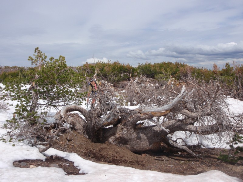 Juli hides behind an odd snag