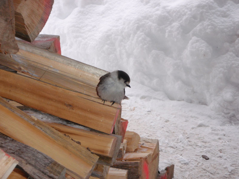 Grey Jay at the Gold Lake Shelter