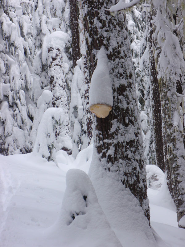 Conk along the trail