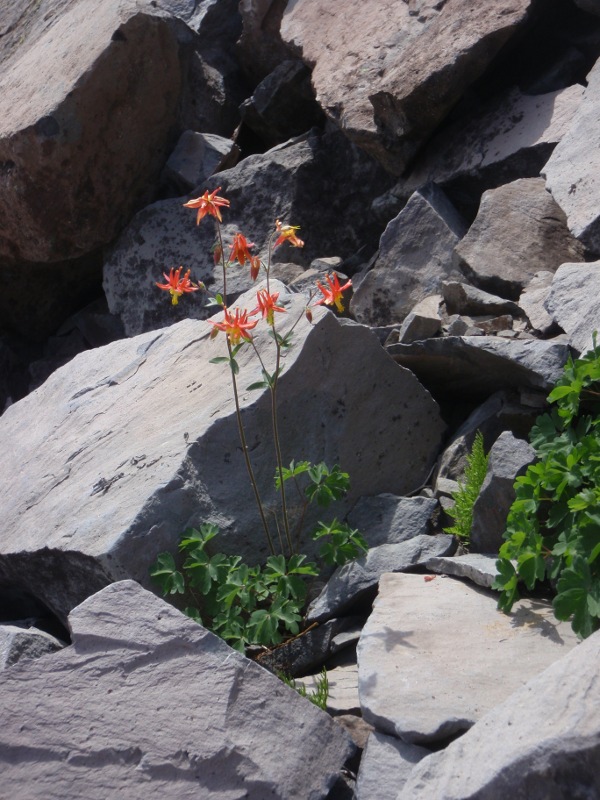 Columbine