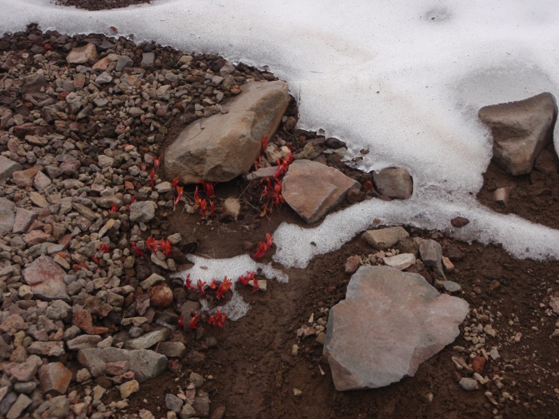 New growth after snow-melt