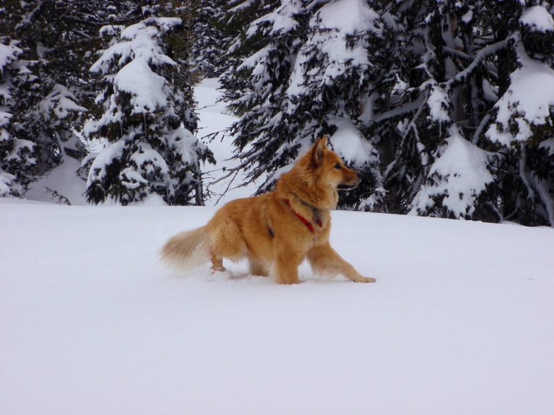 Snow-dog