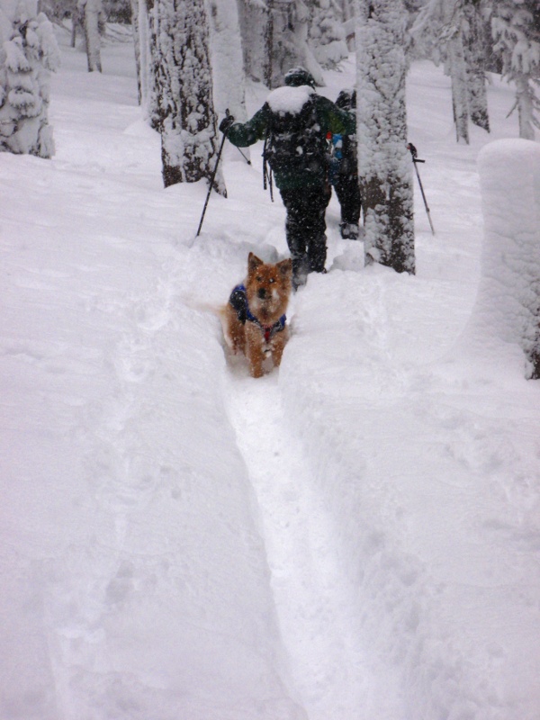 Headed north on the PCT from Will Pass with Sue, John and Molly