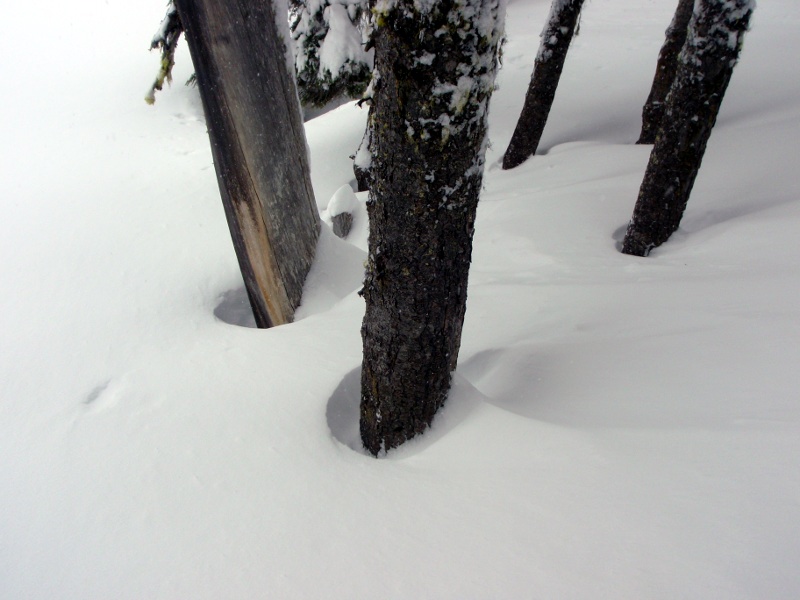 Wind-blown snow in the tree-wells at the Lake