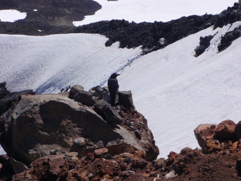 Raven just below summit of Middle