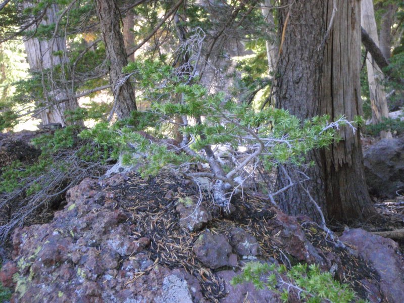 Natural bonsai