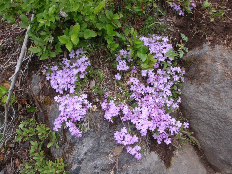 Lots of blooms