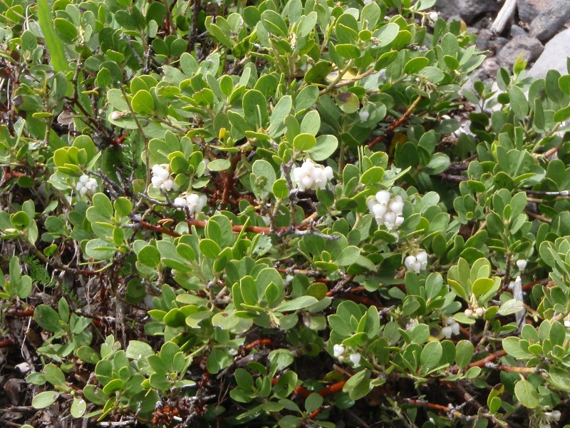 Manzanita