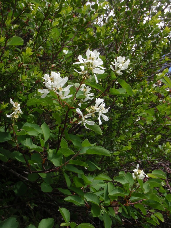 Serviceberry