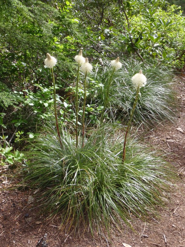 Beargrass